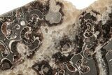 Polished Ammonite (Promicroceras) Section - Somerset, England #211356-1